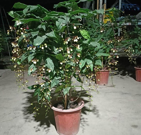 Cy Dạ Ngọc Minh Chu  Lựa Chọn Sang Trọng Cho Cảnh Quan Xanh
Cy dạ ngọc minh chu (Radermachera hainanensis), cn được gọi l cy ngọc minh chu, l một trong những loại cy cảnh được yu thch nhờ vo vẻ đẹp tinh tế của hoa v khả năng tạo điểm nhấn nổi bật trong khng gian. Tại Cng ty Cảnh Quan Nh Đẹp, chng ti chuyn cung cấp v thi cng cy dạ ngọc minh chu cho cc cng trnh, mang lại vẻ đẹp sang trọng v sự tươi mt cho mọi khng gian.