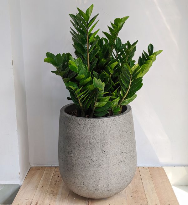 Dịch Vụ Cung Cấp Cy Kim Tiền Cho Nội Thất Văn Phng - Lựa Chọn Xanh Cho Khng Gian Lm Việc
Cy kim tiền (Zamioculcas zamiifolia) từ lu đ được coi l biểu tượng của sự thịnh vượng v may mắn trong phong thủy. Khng chỉ mang lại vẻ đẹp xanh mt cho khng gian, cy kim tiền cn gip hấp thụ kh độc, lm sạch khng kh v tạo cảm gic thư gin. Dịch vụ cung cấp cy kim tiền cho văn phng l giải php l tưởng để bạn vừa cải thiện khng gian lm việc vừa thu ht năng lượng tch cực.