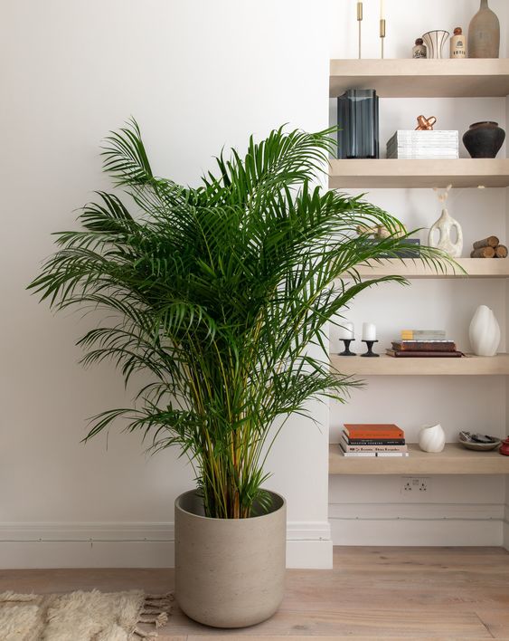 Cy Cau Cảnh  Lựa Chọn Hon Hảo Cho Khng Gian Xanh Hiện Đại
Cy cau cảnh (tn khoa học: Dypsis lutescens) l một trong những loại cy xanh phổ biến v được ưa chuộng trong việc trang tr nội thất v ngoại thất. Với hnh dng thanh thot, thn mảnh mai v l di xanh mướt, cy cau cảnh khng chỉ mang lại vẻ đẹp tự nhin m cn gip tạo nn một khng gian sống trong lnh, gần gũi với thin nhin.