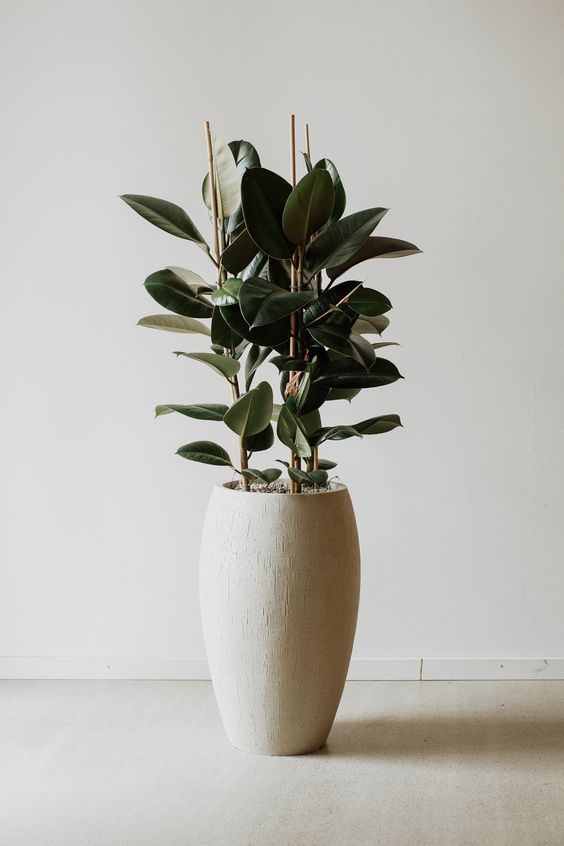 Cy Đa Bp Đỏ  Vẻ Đẹp Hiện Đại Cho Khng Gian Nội Thất
Cy đa bp đỏ (Ficus elastica) l một trong những loại cy cảnh được ưa chuộng trong trang tr nội thất hiện đại. Với l to, bng mượt, mu sắc độc đo từ xanh đậm đến đỏ nu, cy đa bp đỏ mang lại vẻ đẹp sang trọng v điểm nhấn tinh tế cho bất kỳ khng gian no. Loi cy ny khng chỉ nổi bật bởi ngoại hnh cuốn ht m cn dễ chăm sc v thch hợp với nhiều điều kiện sống khc nhau.