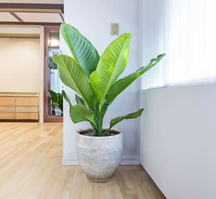 Cy Đại Ph Gia  Biểu Tượng Của Sự Giu Sang V Thịnh Vượng
Cy Đại Ph Gia l một trong những loại cy cảnh nội thất phổ biến nhờ vo vẻ đẹp mạnh mẽ, sang trọng v  nghĩa phong thủy su sắc. Khng chỉ mang lại khng gian xanh mt, cy cn được xem l biểu tượng của sự thịnh vượng, giu sang v mang đến ti lộc cho gia chủ. Hy cng khm ph những đặc điểm nổi bật, lợi ch phong thủy v cch chăm sc cy Đại Ph Gia qua bi viết dưới đy.