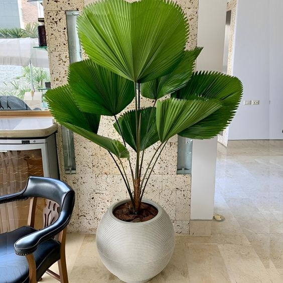 Cy k Nhật (Ficus microcarpa), cn được biết đến với ci tn cy tng bồng lai hay cy cảnh k Nhật, l một trong những loi cy được ưa chuộng trong trang tr cảnh quan hiện nay. Với hnh dng đẹp mắt, tn l xanh mướt, cy k Nhật khng chỉ mang lại vẻ đẹp tự nhin cho khng gian m cn thể hiện sự sang trọng, thanh lịch.