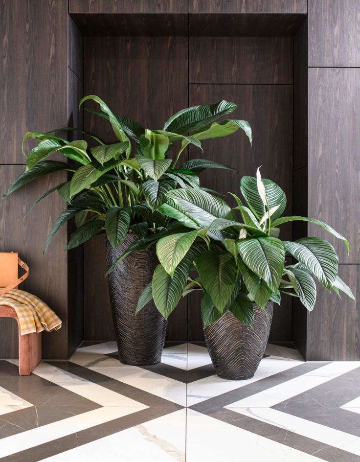 Cy Lan  - Biểu Tượng Của Sự Thanh Lịch V Hi Ha
Cy lan  (Spathiphyllum) khng chỉ nổi bật với vẻ đẹp thanh lịch v sang trọng m cn được biết đến với nhiều lợi ch tuyệt vời cho sức khỏe v khng gian sống. Cng ty Cảnh Quan Nh Đẹp chuyn cung cấp dịch vụ bn v chăm sc cy lan , mang đến cho bạn khng gian sống xanh mt v hi ha.
