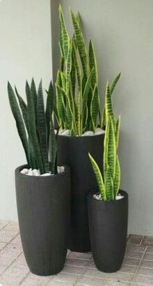 Cy Lưỡi Hổ - Biểu Tượng Phong Thủy Mang Đến Sự Bảo Vệ V May Mắn
Cy lưỡi hổ (Sansevieria) l một trong những loại cy phong thủy phổ biến v được ưa chuộng nhất trong nội thất. Với hnh dng mạnh mẽ v khả năng chịu đựng tốt, cy lưỡi hổ khng chỉ tạo điểm nhấn thẩm mỹ cho khng gian m cn mang lại nhiều lợi ch về sức khỏe v phong thủy. Cng ty Cảnh Quan Nh Đẹp cung cấp dịch vụ trọn gi từ cung cấp đến chăm sc cy lưỡi hổ, gip bạn c khng gian sống v lm việc xanh mt, hi ha.