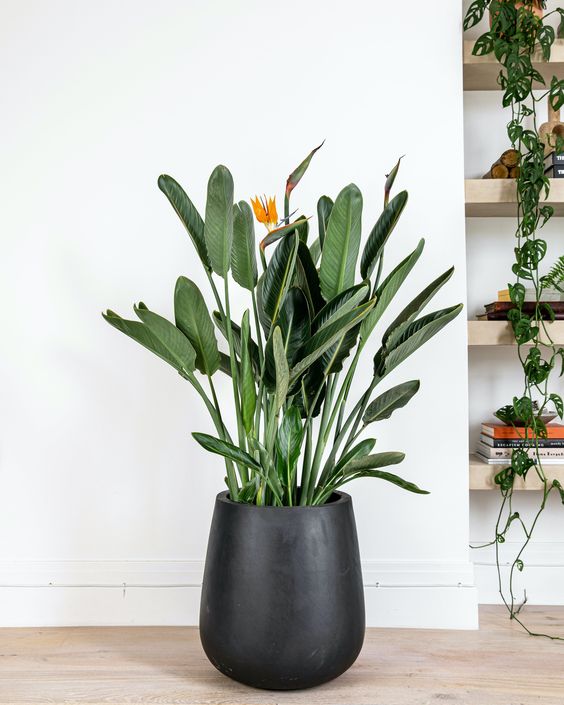 Cy Thin Điểu  Sự Lựa Chọn Sang Trọng Cho Khng Gian Nội Thất V Ngoại Thất
Cy thin điểu (Strelitzia reginae), cn được gọi l hoa chim thin đường, l một trong những loi cy cảnh độc đo v qu phi. Với hnh dng hoa tựa như những ch chim đang sải cnh bay, thin điểu khng chỉ gy ấn tượng bởi vẻ đẹp kiu sa m cn mang đến sự sang trọng, thanh lịch cho khng gian sống v lm việc. Loi cy ny thường được lựa chọn để trang tr cho nội thất v ngoại thất, từ nh ở, văn phng đến khu vực sảnh của cc khch sạn, nh hng cao cấp.