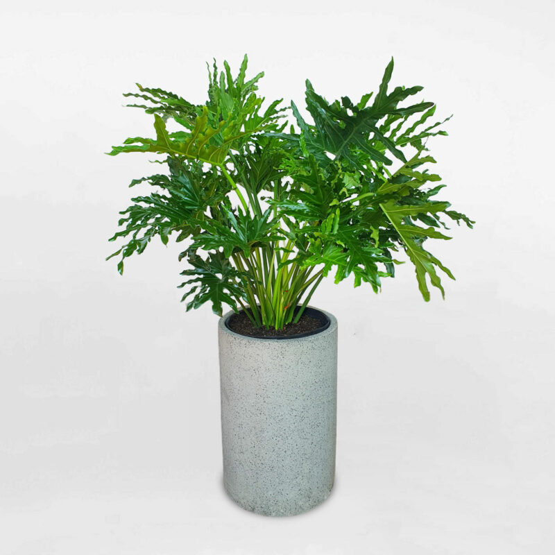 Cy Trầu B Thanh Xun  Vẻ Đẹp Tự Nhin Cho Mọi Khng Gian Nội Thất
Cy trầu b thanh xun (Philodendron Xanadu) l một trong những loại cy nội thất được yu thch nhất hiện nay, với tn l xanh mướt, bng mượt v khả năng sống bền bỉ. Loại cy ny c hnh dng độc đo, l to, xẻ su mang lại vẻ đẹp sang trọng, tươi mới cho mọi khng gian. Trầu b thanh xun khng chỉ c gi trị thẩm mỹ cao m cn c khả năng thanh lọc khng kh, tạo nn mi trường sống trong lnh v dễ chịu.
