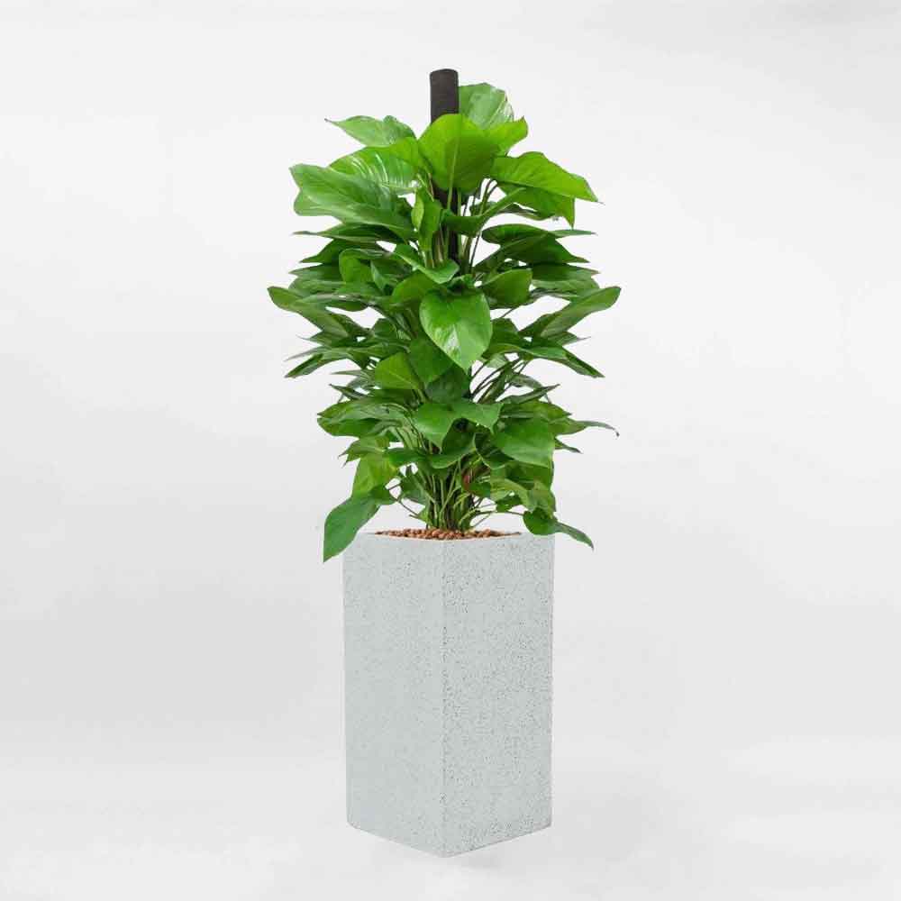 Cy Trầu B - Giải Php Xanh Mt Cho Nội Thất Văn Phng V Gia Đnh
Cy trầu b (tn khoa học: Epipremnum aureum) l một trong những loại cy cảnh nội thất được ưa chuộng nhất nhờ vẻ đẹp xanh mt, dễ trồng v chăm sc. Đặc biệt, cy trầu b c khả năng sinh tồn mạnh mẽ v thch nghi tốt trong mọi mi trường, từ nh sng tự nhin cho đến khng gian thiếu sng. Khng chỉ l cy cảnh trang tr, trầu b cn được biết đến với khả năng thanh lọc khng kh, mang lại khng gian sống trong lnh v thong mt.