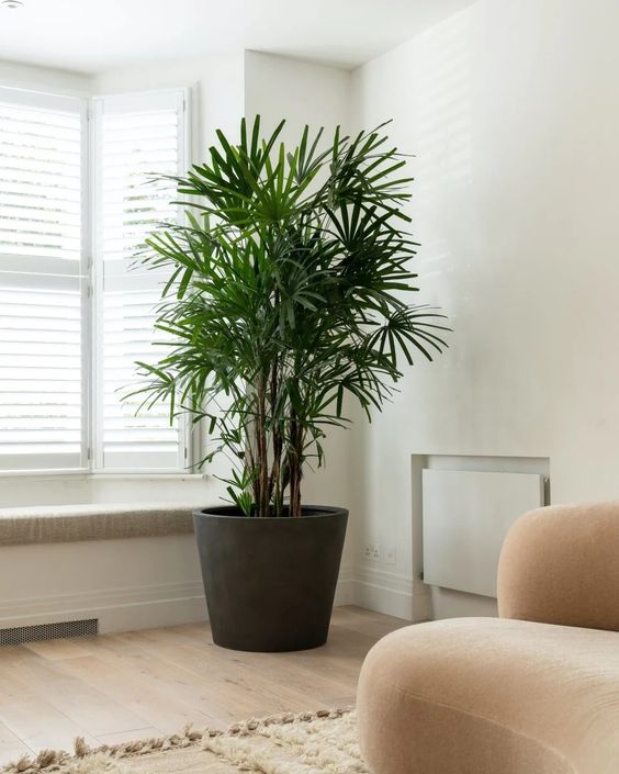 Cy Trc My hay cn gọi l Cy Mật cật, c tn khoa học: Rhapis excelsa, tn tiếng Anh v thương mại l Lady palm. Thuộc họ: Arecaceae  Cau.
Cy trc my c nguồn gốc xuất xứ từ Trung Quốc, Nhật Bản, hiện nay được trồng rộng ri, phổ biến ở nước ta từ bắc tr nam,  l một trong những cy cảnh văn phng rất được ưa chuộng