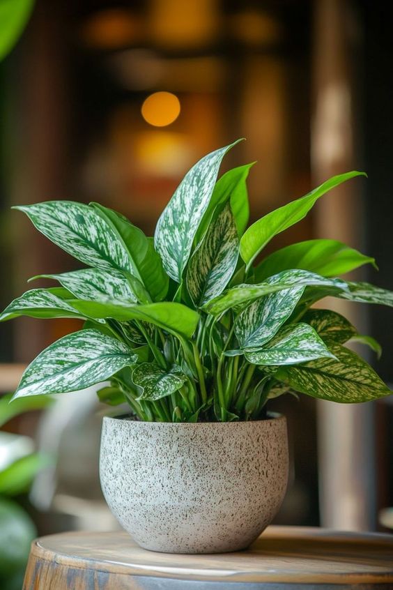 Cy Vạn Lộc - Biểu Tượng Của Ti Lộc V Thịnh Vượng
Cy vạn lộc (Aglaonema) khng chỉ nổi bật với mu sắc bắt mắt v hnh dng đẹp m cn được biết đến như một biểu tượng của ti lộc v thịnh vượng trong phong thủy. Cng ty Cảnh Quan Nh Đẹp chuyn cung cấp dịch vụ bn v chăm sc cy vạn lộc, mang đến cho bạn khng gian sống xanh mt v đầy sức sống.